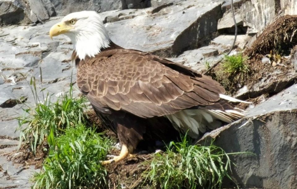 Seward: Spring Wildlife Guided Cruise With Coffee and Tea - Experience Resurrection Bays Beauty