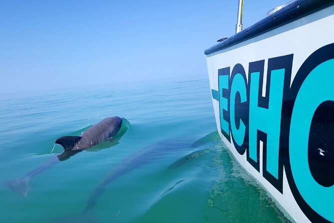 Shallow Water Snorkeling and Dolphin Watching in Key West - Customer Feedback