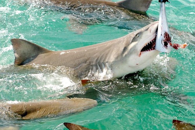 Shark and Wildlife Viewing Adventure in Key West - Logistics
