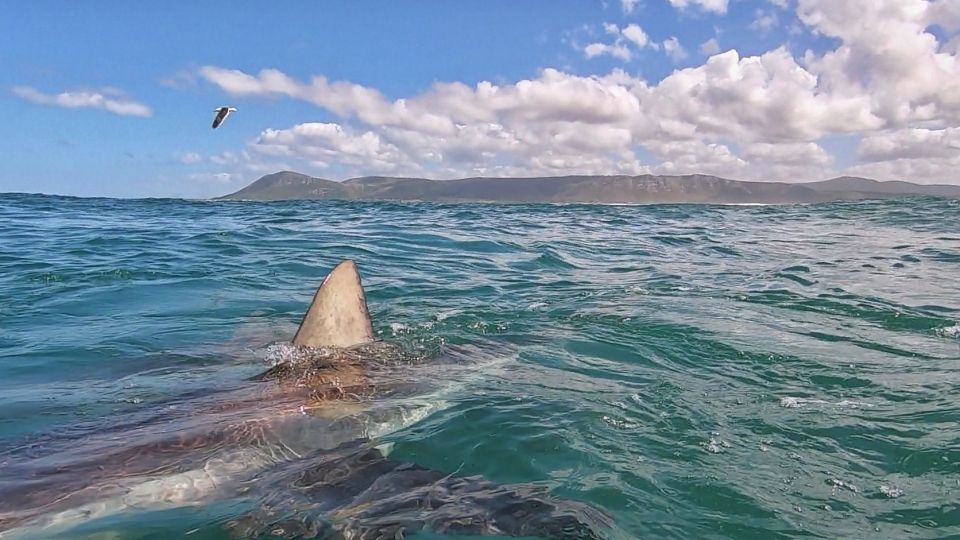 Shark Cage Diving and Boat Viewing : Gansbaai - Experience Highlights
