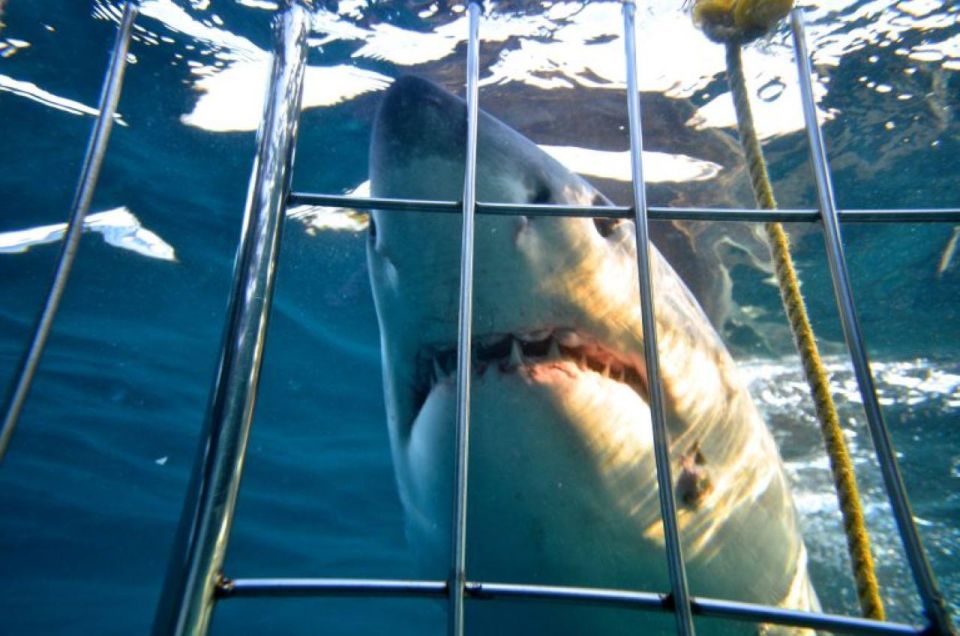 Shark Cage Diving: Full Day Tour Transfer - Logistics and Inclusions Information