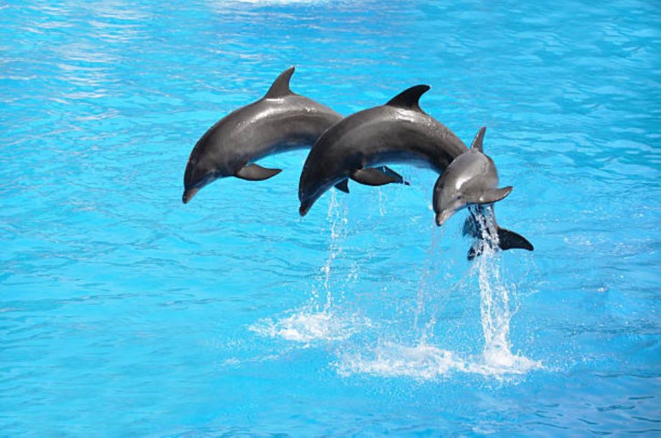 Sharm El-Sheikh: Dolphin Show & Optional Swimming W/Dolphins - Experience Highlights