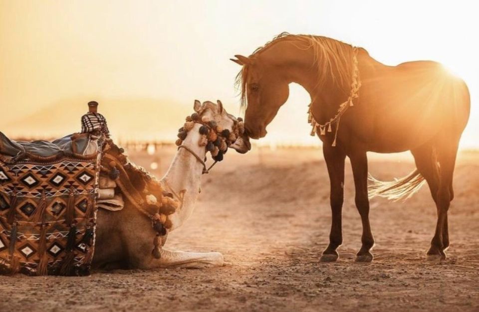 Sharm El Sheikh: Dune Buggy, Horse & Camel Ride W Breakfast - Activity Highlights