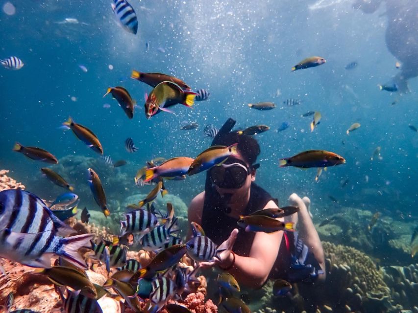 Sharm El Sheikh: Ras Mohamed, White Island, Snorkel & Diving - Booking Details