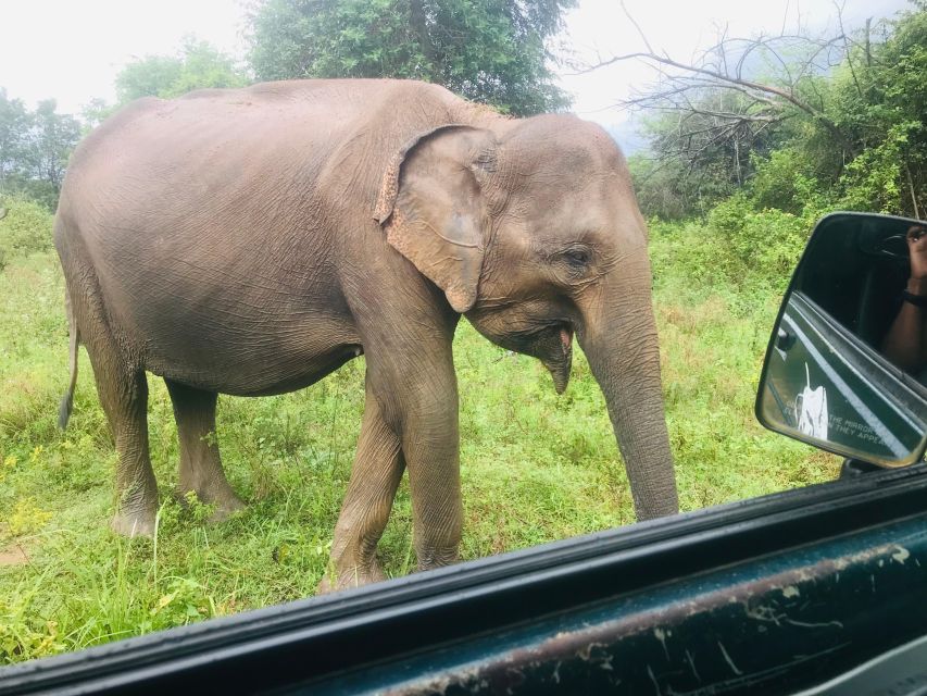 She Is Going on a Udawalawe Safari - Safari Experience