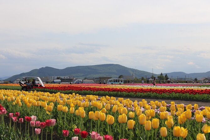 [Shibazakura / Tulip] Going by Private Car, Shibazakura Takinoue Park and Kamiyubetsu Tulip Park - Shibazakura Takinoue Park Highlights