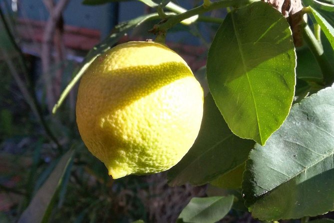 Sicilian Cooking Class in Palermo - Inclusions