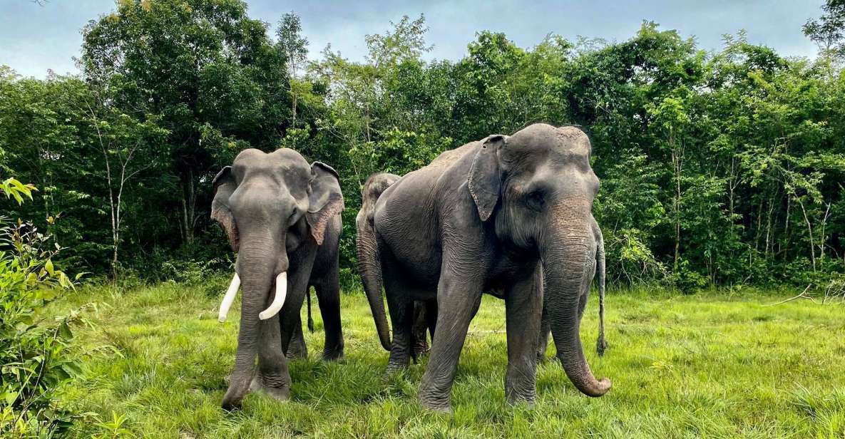 Siem Reap: Kulen Elephant Forest & Tonlesap Lake - Experience