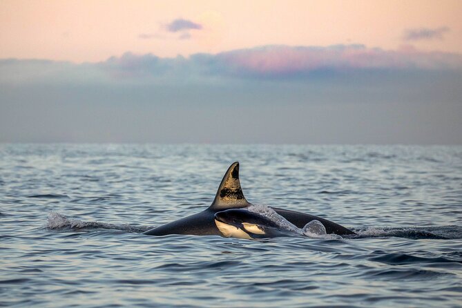 Silent Whale Watching - Traveler Feedback