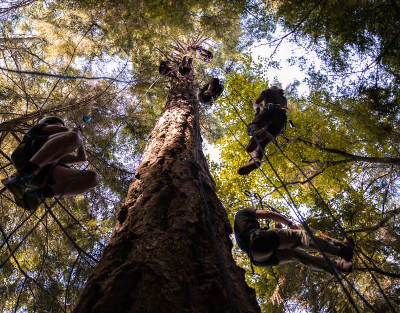 Silver Falls: Old-Growth Tree Climbing Adventure - Experience Highlights