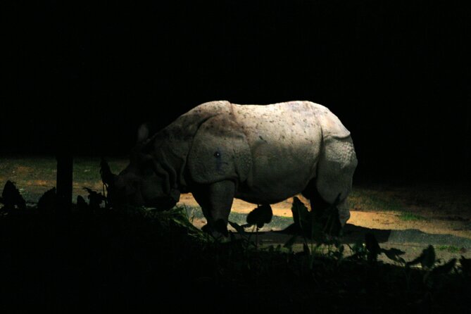 Singapore Night Safari Admission ( World'S First Nocturnal Park) - Guided Tours