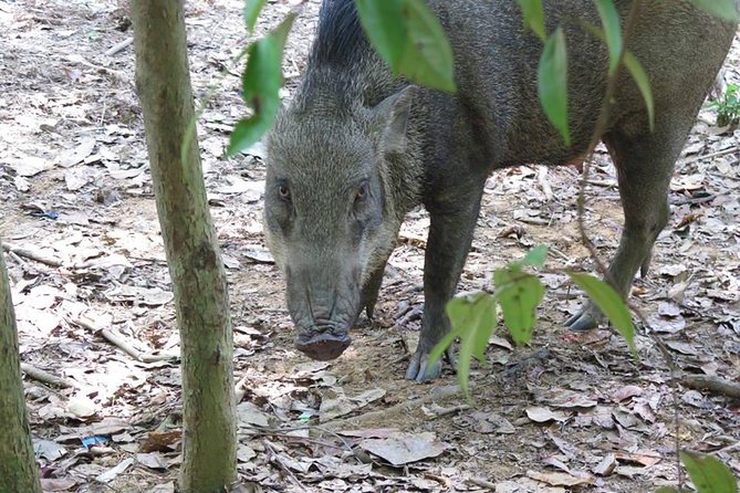 Singapore Paddle to Pedal Adventure in Pulau Ubin - Traveler Reviews