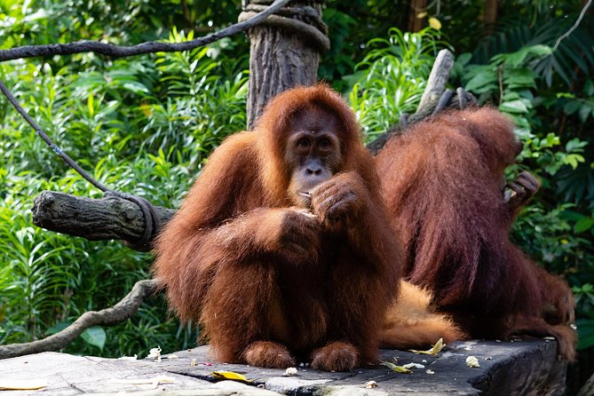 Singapore Zoo With Transfer, Breakfast With Orangutans Option - Zoo Experience