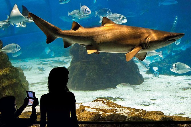 Skip the Line: Barcelona Aquarium Ticket - Experience at Barcelona Aquarium