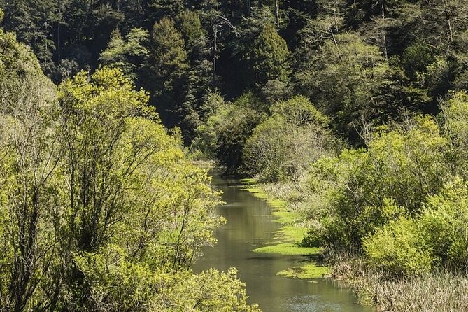 Skunk Train: Wolf Tree Turn From Willits - Breathtaking Redwood Forest Views