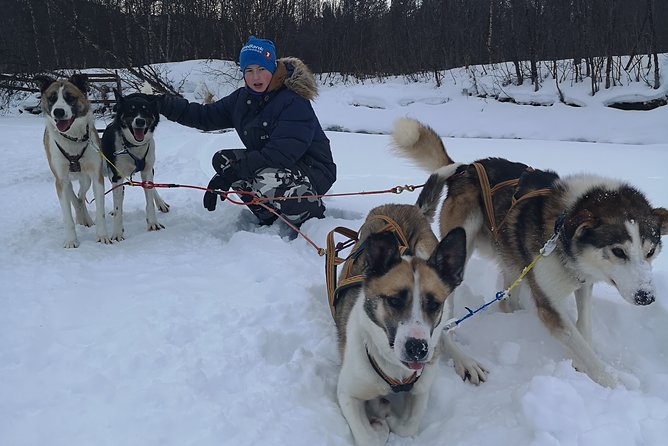 Sled Trip With Husky in the Alta Valley - Pickup and Accessibility Details