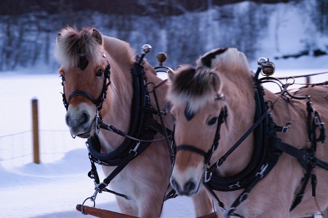 Sleigh Ride W/ Tapas Meal - Experience Arctic Farm Life - Tapas Meal Menu