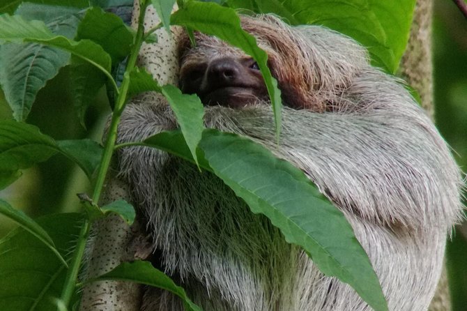 Sloth Watching Trail - What to Expect