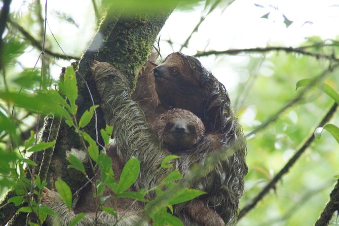 Sloths Observation and Coffee, Chocolate, Sugarcane Experience - Reviews