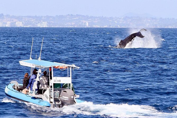 Small Boat Whale Watching Tour in Gold Coast - Booking and Cancellation Policies