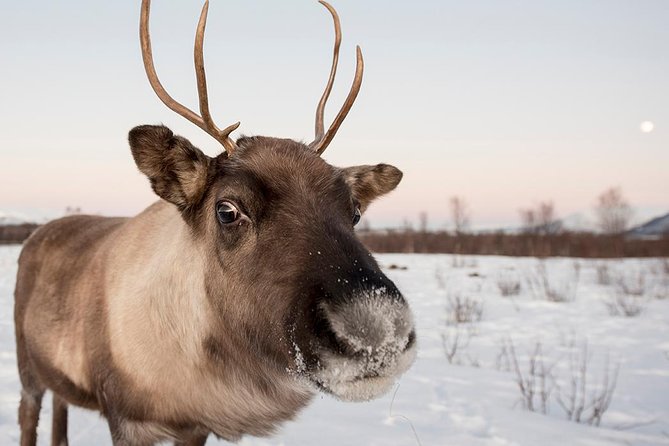 Small-Group Arctic Sightseeing Tour With Citizen Science From Tromso - Inclusive Experience