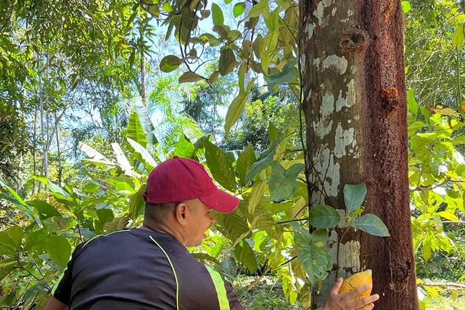 Small-Group Half-Day Indigenous Reserve Cacao & Waterfall Tour  - Limon - Meeting and Pickup Details