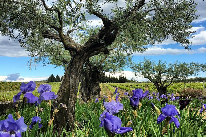 Small-Group Half-Day Languedoc Wine and Olive Tour From Montpellier - Departure Information