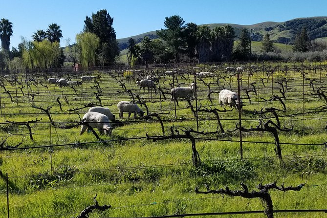 Small-Group Half Day Sonoma Wine Country Tour With Two Tastings - Booking and Logistics