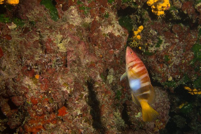 Small-Group Introductory Scuba Diving Class, Crete (Mar ) - Course Highlights