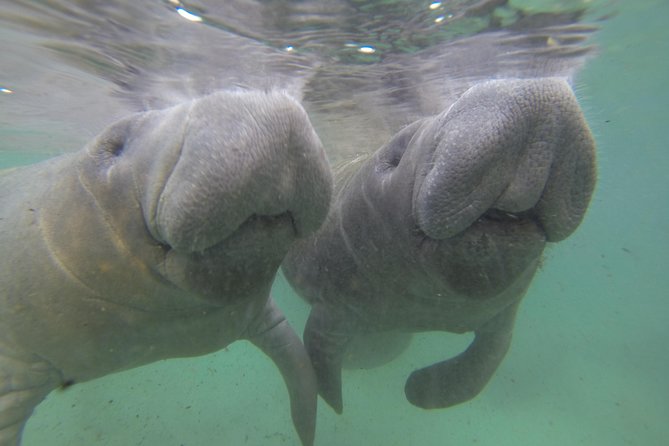 Small Group Manatee Tour With In-Water Divemaster/Photographer - Important Information