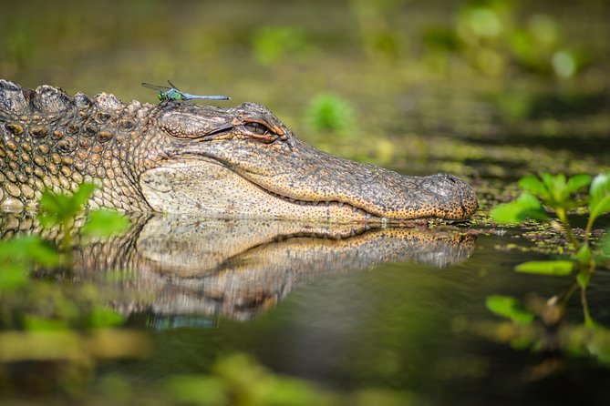 Small-Group Manchac Magic Kayak Swamp Tour With Local Guide - Booking Information