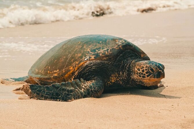 Small Group North Shore Circle Island Tour Oahu - Traveler Experiences and Reviews