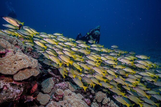 Small Group Shark and Turtle Dive for Certified Divers - Logistics and Requirements