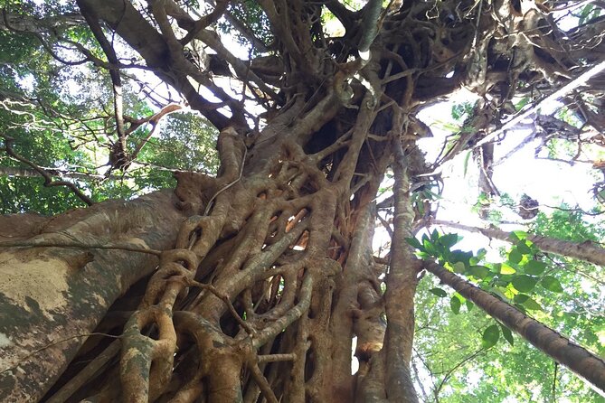 Small-Group Trekking Experience in Daintree National Park - Experienced Local Biologist Guides