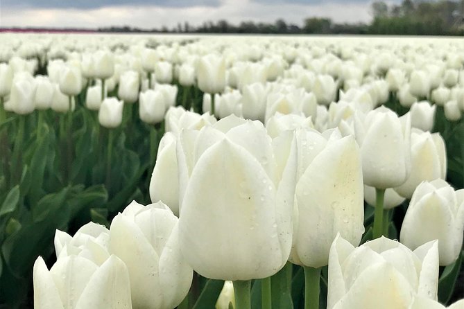 Small Group Tulip and Spring Flower Fields Bike Tour - Weather Considerations