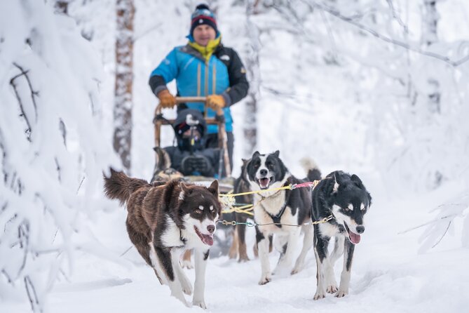 Small-Group Wilderness Husky Sledding 2h Away From Tromsø - What to Know Before Booking