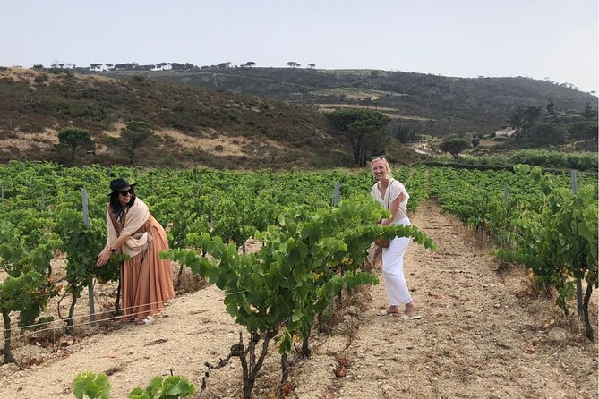 Small Group Wine Tour in the Vineyards of the Gulf of St-Tropez - Wine Tasting Sessions