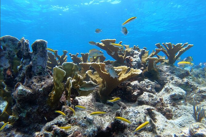 Snorkel Key Largo on Our COMBO Boat With Snorkeling Gear INCLUDED - Pricing and Booking Information