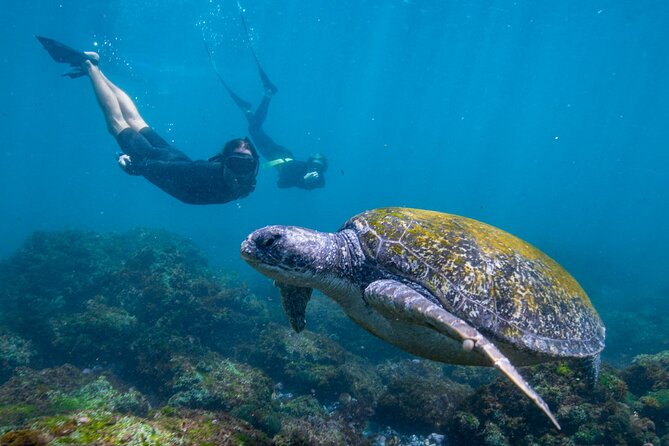 Snorkel With Turtles Gold Coast - Meeting Point Details