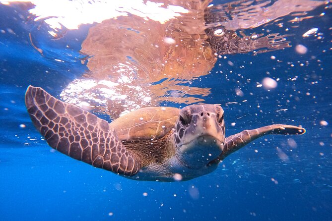 Snorkeling and Boat Tour in a Turtle Area - Booking, Policies, and Refunds