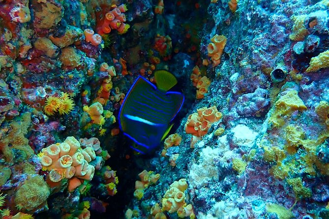 Snorkeling at Caño Island - Marine Life Encounters