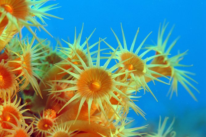 Snorkeling - by Boat on Site in the Bay of Cannes or Estérel - Experience Details for Participants