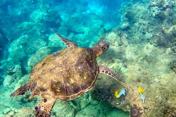 Snorkeling for Non-Swimmers for First Time - Wailea Beach - Meeting Details and Location Information
