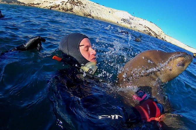 Snorkeling With Sea Lions by Madryn Buceo - Meeting and Pickup Details
