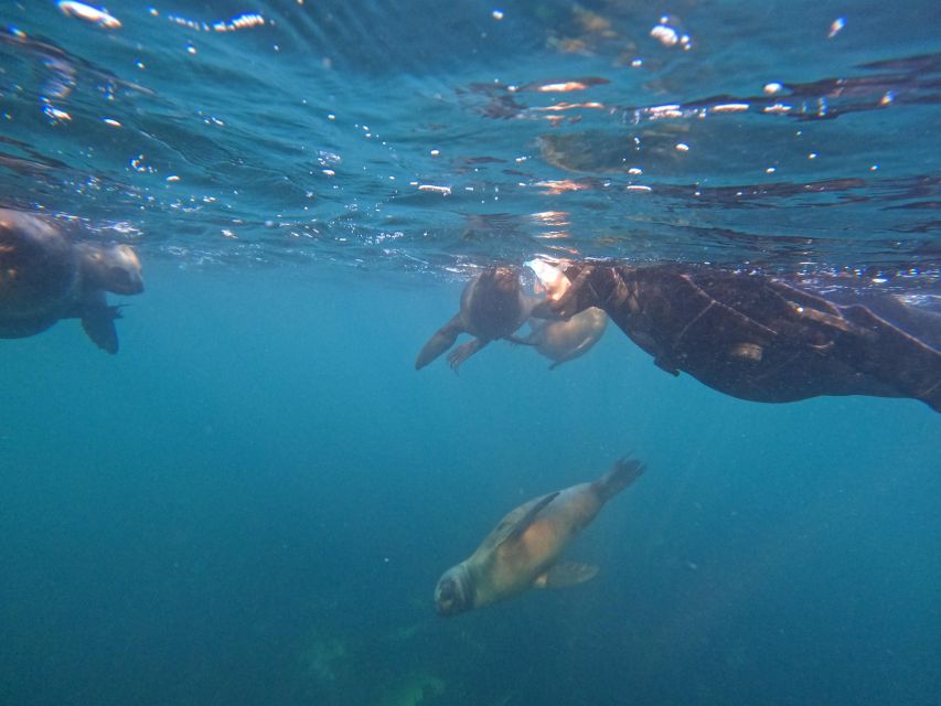 Snorkeling With Sea Lions - Activity Description