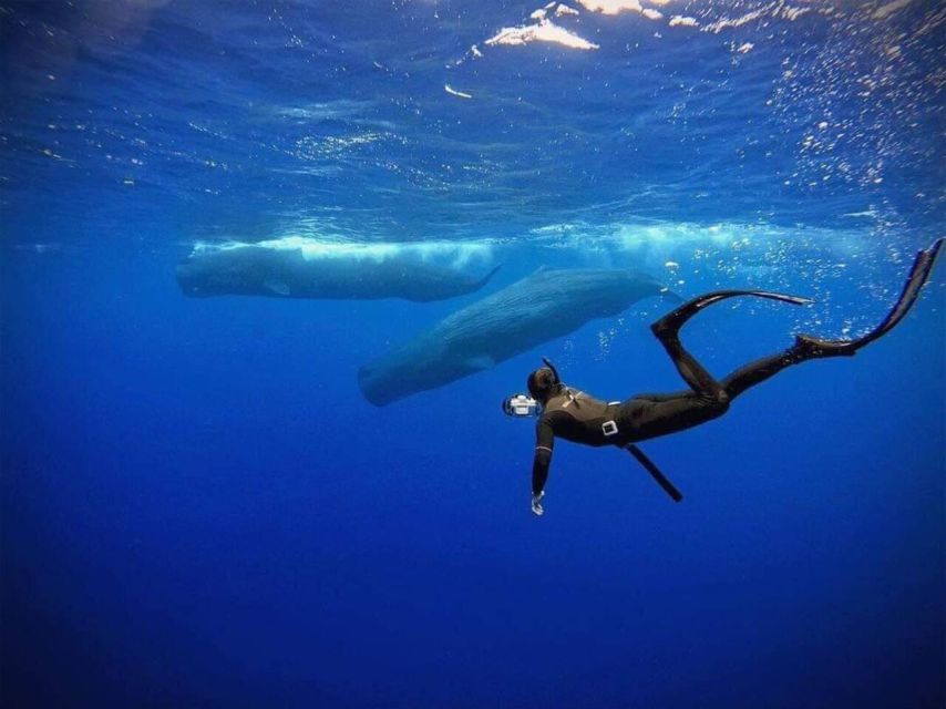 Snorkeling With Whales in Mirissa - Experience Highlights