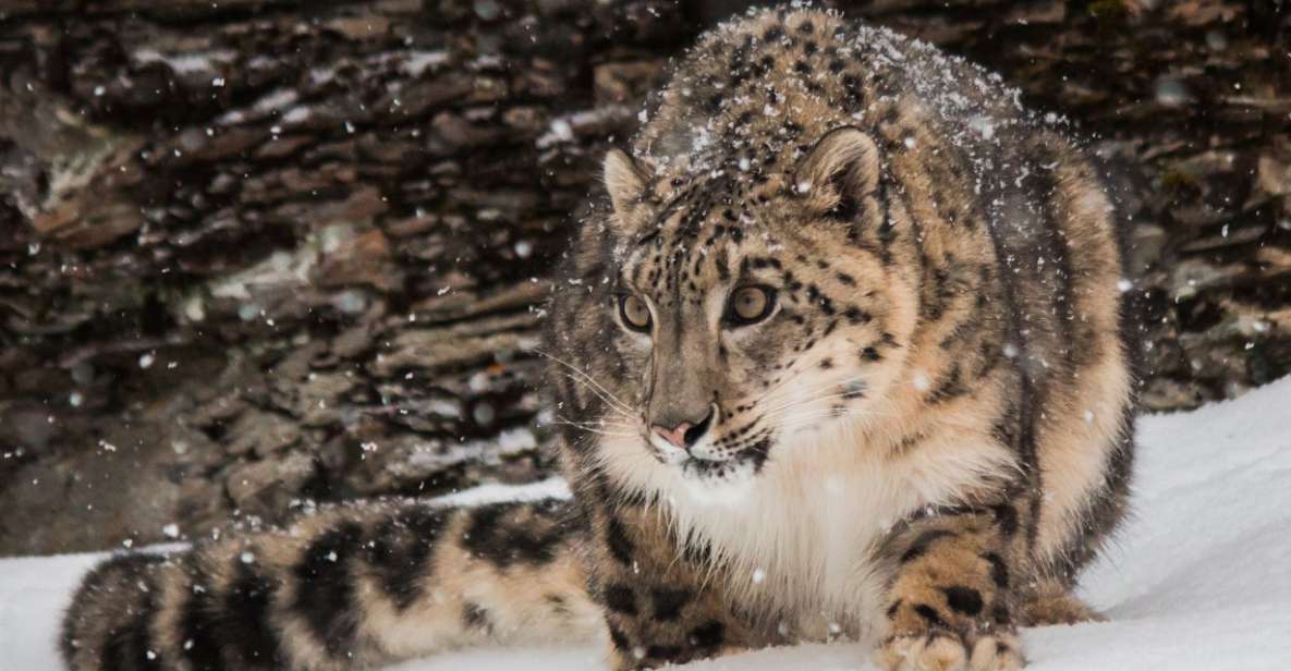 Snow Leopard Trek In Dolpo - Snow Leopard Facts