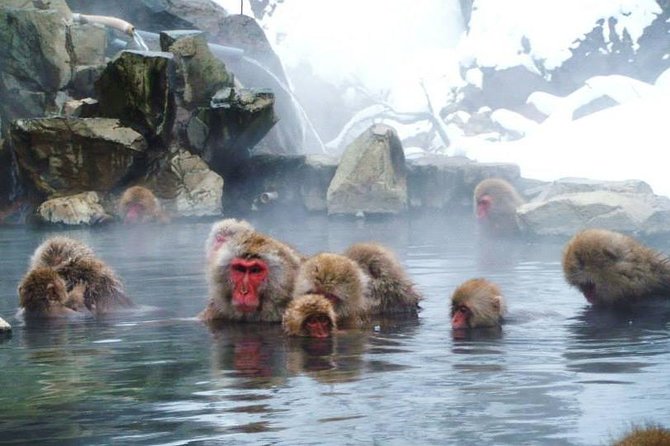 Snow Monkey in "Jigokudani Yaen-koen" & Obuse Town - Cancellation Policies