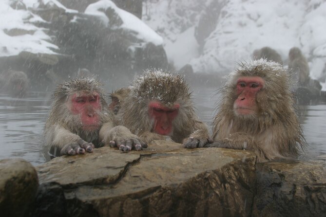 Snow Monkey Park & Miso Production Round Trip Day Tour From Tokyo - Pricing and Booking