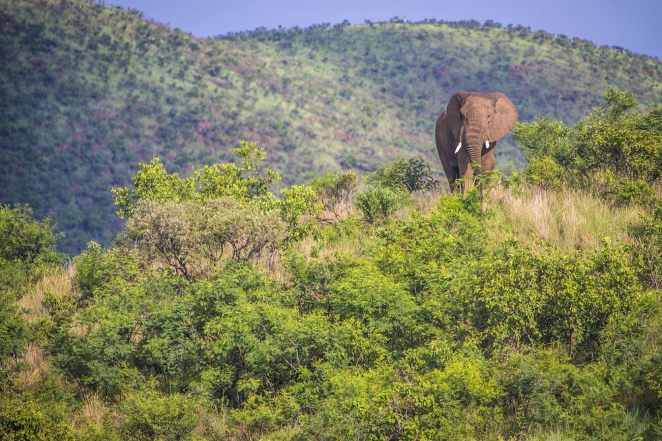 South Africa Joburg: Pilanesberg National Park Day Tour - Cancellation Policy